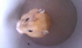 最新仓鼠皮肤爆料,萌动来袭，可爱指数爆表！