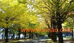 临沂银杏树爆料视频最新,千年古树见证历史变迁