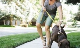 娱乐吃瓜酱遛狗小说,狗界风云录