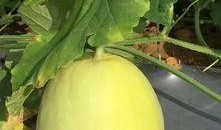 哪里可以免费吃瓜,让你轻松畅享夏日清凉