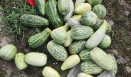 哪里可以免费吃瓜,让你轻松畅享夏日清凉