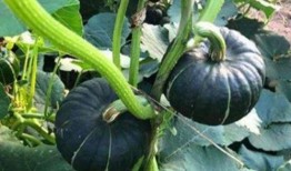 网红吃瓜视频大全,揭秘娱乐圈幕后故事