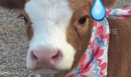 娱乐吃瓜酱图片,揭秘娱乐圈那些不为人知的幕后故事