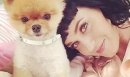 最新台湾狗崽爆料视频,揭秘事件背后惊人真相