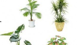 植物热点爆料怎么做视频,视频制作攻略，轻松捕捉植物魅力