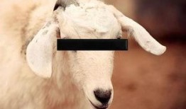 人兽交在线观看的,揭秘人兽交背后的黑暗世界