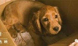 二狗爆料完整版视频,事件真相与幕后黑幕大起底