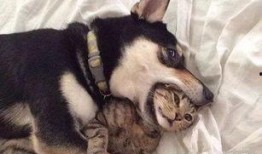 二狗爆料完整版视频,事件真相与幕后黑幕大起底