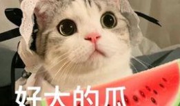 吃瓜网红do,从幕后到台前的华丽蜕变