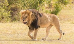 犬齿在线观看,揭秘神秘犬齿世界的惊险之旅