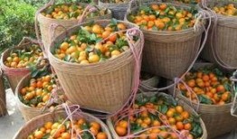 砂糖橘最新爆料,揭秘明星背后的惊人真相！