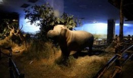 犬齿在线观看,揭秘神秘犬齿世界的惊险之旅