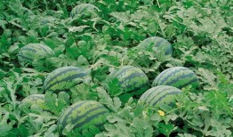 长兴网红吃瓜群微信,揭秘网络红人的幕后故事