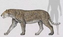 犬齿在线观看,揭秘神秘犬齿世界的惊险之旅