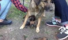 最新台湾狗崽爆料视频,揭秘事件背后惊人真相