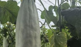 哪里可以免费吃瓜,让你轻松畅享夏日清凉