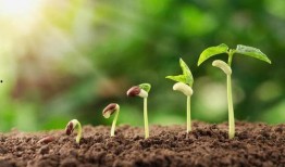 植物热点爆料怎么做视频,视频制作攻略，轻松捕捉植物魅力