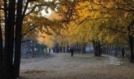 临沂银杏树爆料视频最新,千年古树见证历史变迁