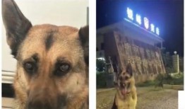 云南警犬爆料视频大全,忠诚守护，英勇瞬间大盘点