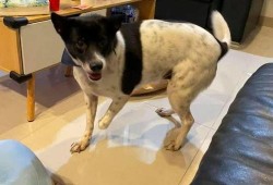 娱乐吃瓜酱小狗安慰,娱乐吃瓜酱的暖心安慰之道