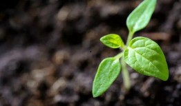 植物热点爆料怎么做视频,视频制作攻略，轻松捕捉植物魅力