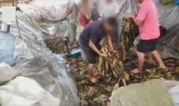 城固县污染爆料案件最新,最新进展与调查进展概述